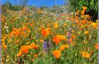 northern california wildflowers